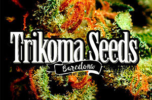 Trikoma Seeds