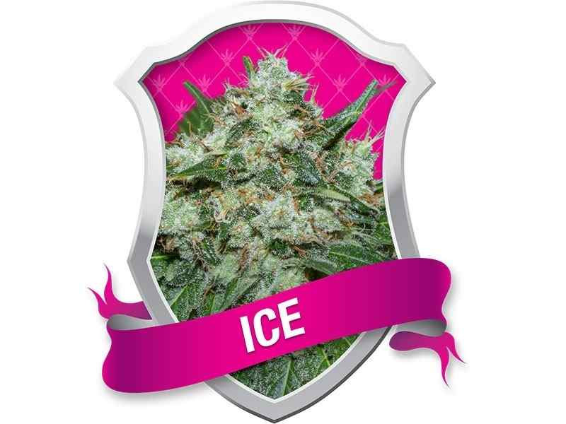 Indica Crystal Extreme