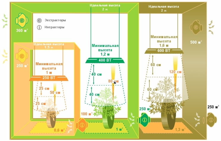 Расстояния от лампы до конопли